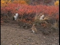 Ptarmigans along the park road