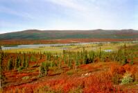 Along Denali Highway