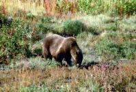 Bear at Kluane Lake