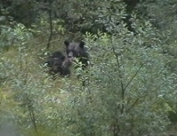 Bears near Fish Creek