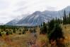 Auriol Trail, Kluane N.P.