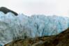 Exit Glacier