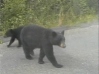 Bears on Cassiar Highway