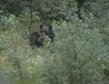 Bears at Fish Creek, Hyder